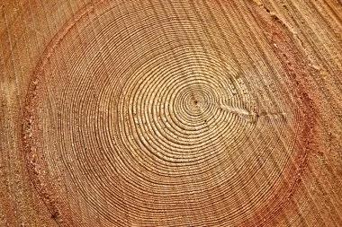 干貨 | 實(shí)木窗為什么會(huì)有色差