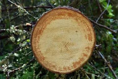 干貨 | 實(shí)木窗為什么會(huì)有色差